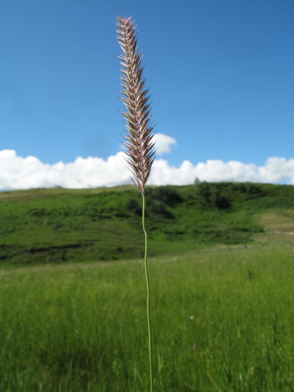 Image of Hordeum brevisubulatum specimen.