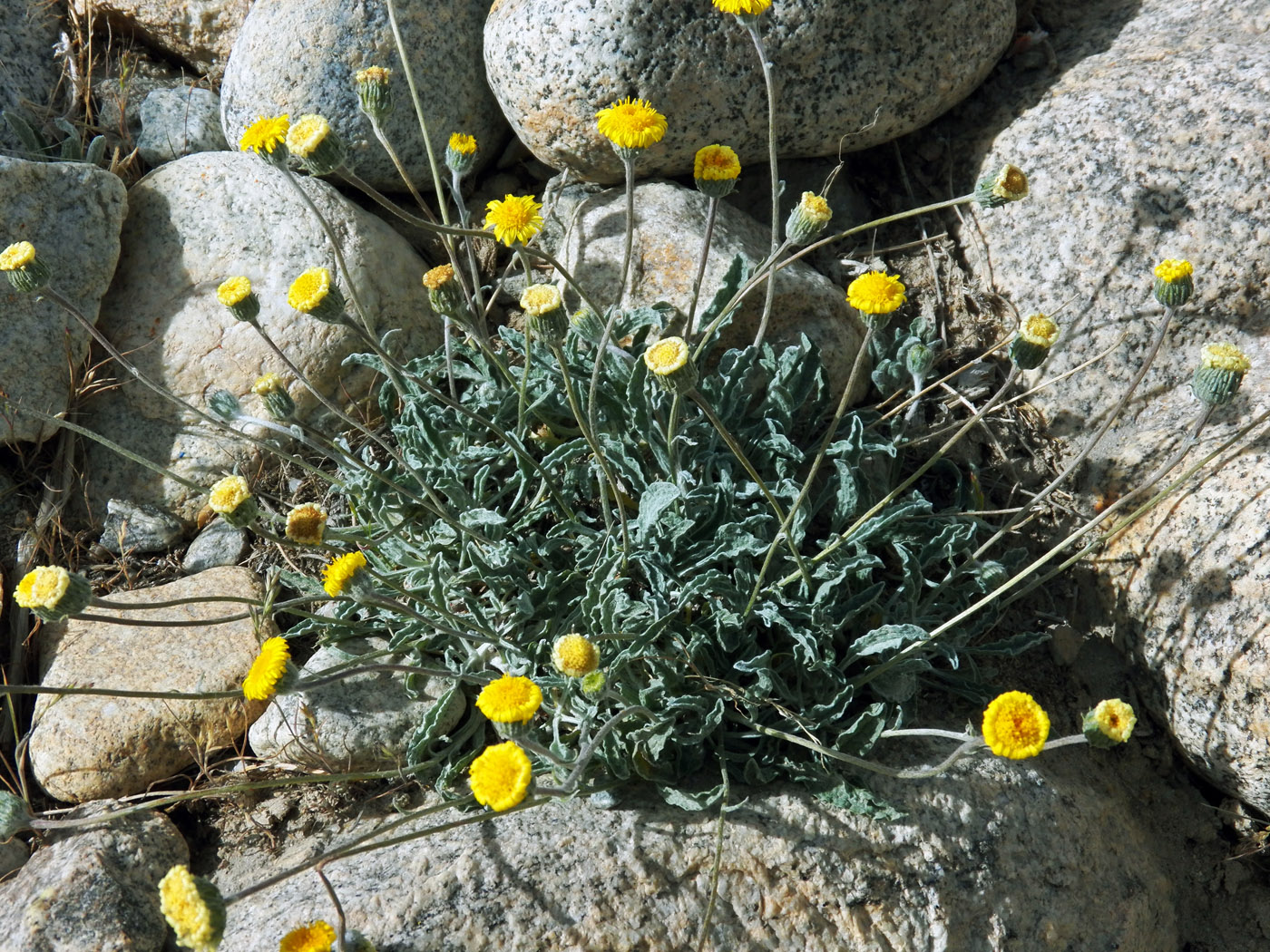 Изображение особи Erigeron cabulicus.