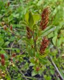 Salix × grahamii