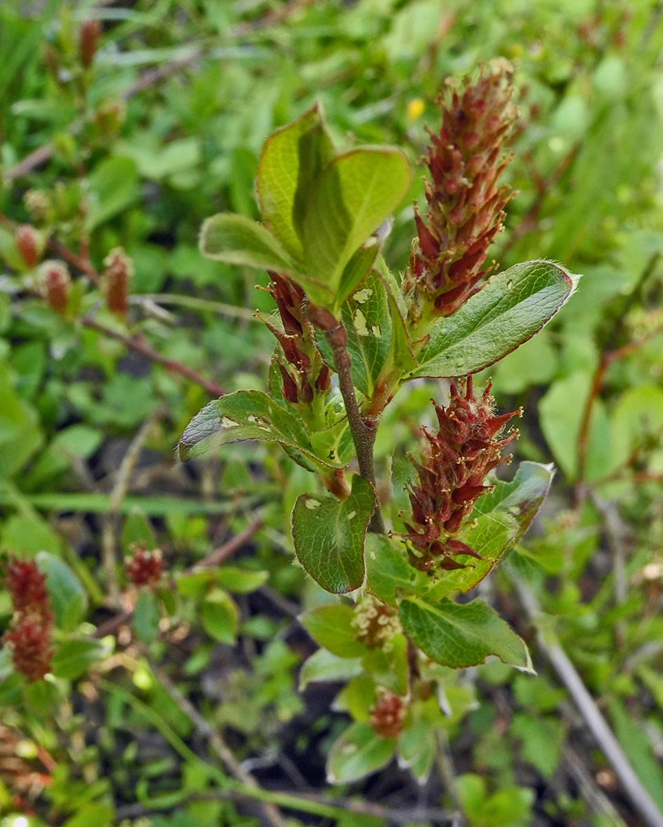 Image of Salix × grahamii specimen.