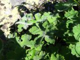 Geranium renardii