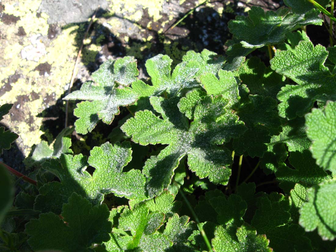 Изображение особи Geranium renardii.