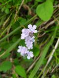 Omphalodes cappadocica. Цветки и бутоны (светлоцветковая форма). Краснодарский край, городской округ Сочи, Хостинский р-н, у дороги к Ореховскому водопаду, на уступе. 19.04.2023.