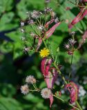 Picris japonica. Верхушка побега с соцветием и соплодиями, а также листьями в осенней окраске. Курильские о-ва, о-в Итуруп, вулкан Баранского, опушка лиственного леса. 24.08.2023.