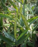 Lathyrus sylvestris. Соплодие со зрелыми плодами. Пермский край, Кунгурский р-н, окр. дер. Дейково, ур. Греховская гора, разнотравный луг на вершине урочища. 06.08.2023.