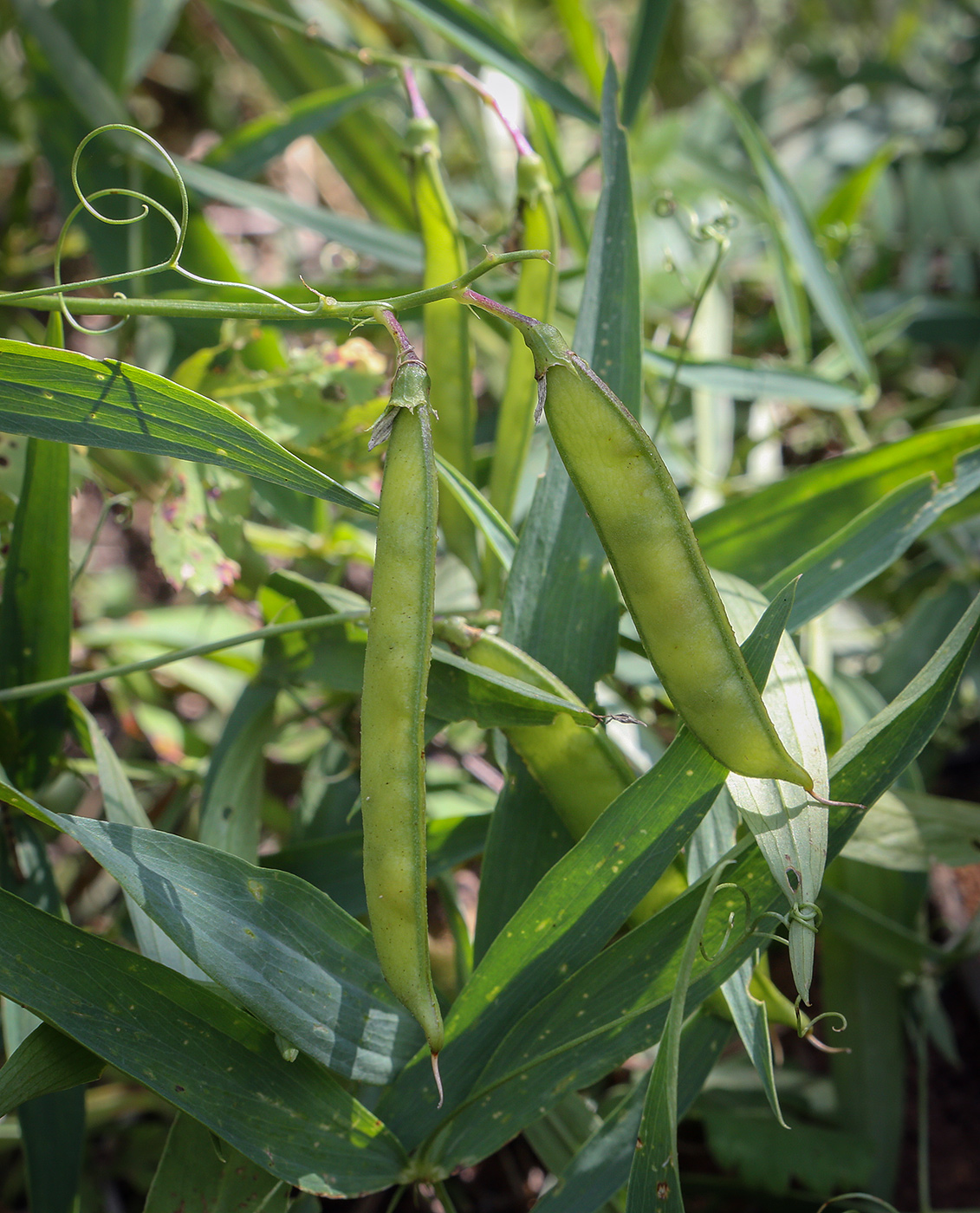 Изображение особи Lathyrus sylvestris.