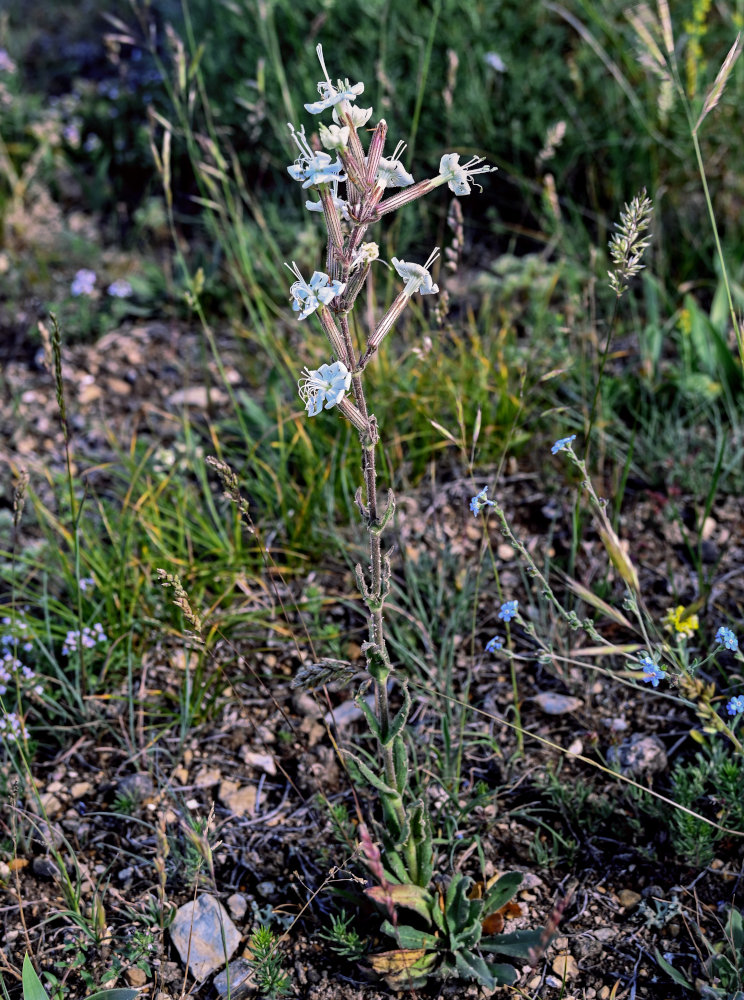 Image of Silene viscosa specimen.