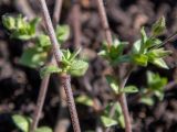 Arenaria serpyllifolia. Часть веточки с развивающимся боковым побегом. Московская обл., Дмитровский р-н, берег канала им. Москвы, зарастающий после прошлогоднего повреждения стройтехникой луг. 14.06.2023.