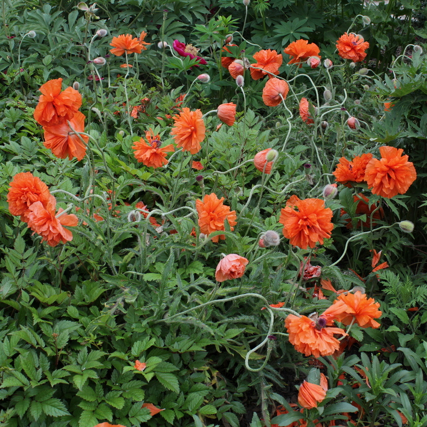 Image of Papaver lateritium specimen.