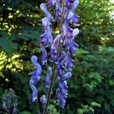 Aconitum septentrionale. Часть соцветия. Чувашия, окрестности г. Шумерля, пойма р. Сура ниже устья р. Шумерлинка. 12 июня 2005 г.