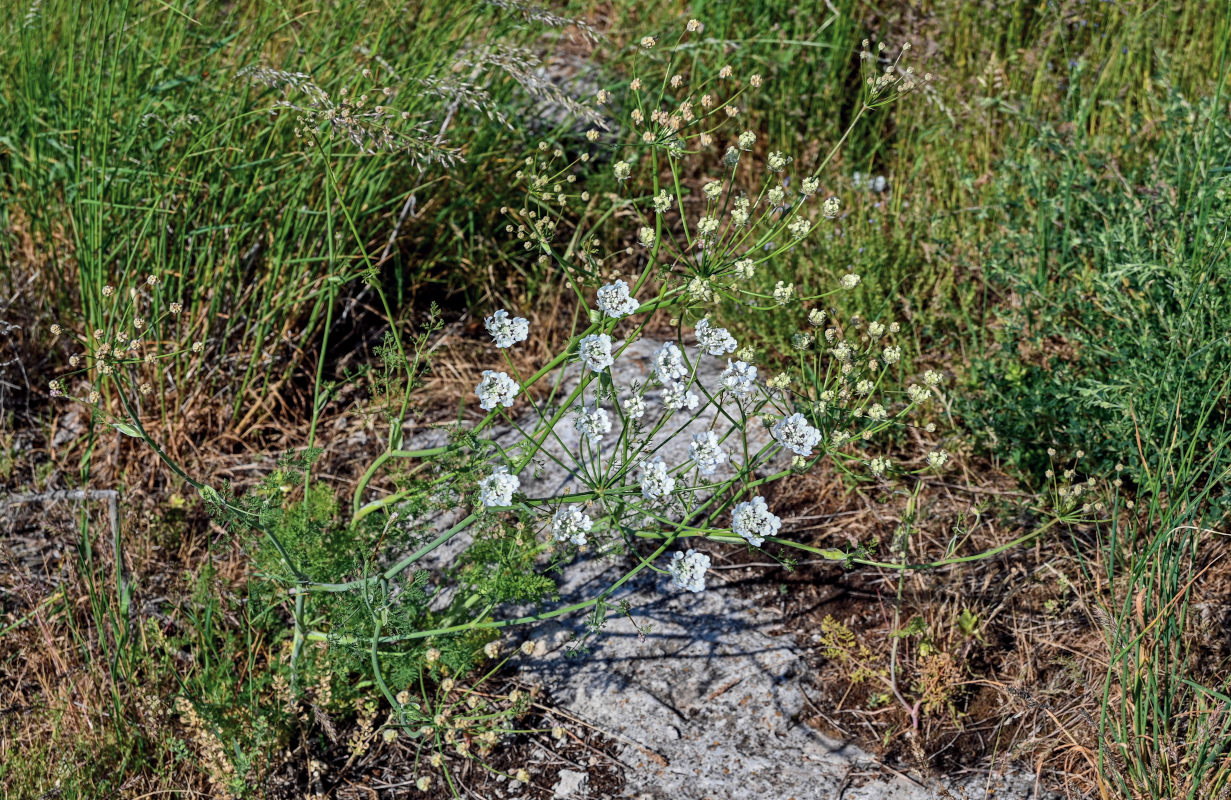 Изображение особи Astrodaucus orientalis.