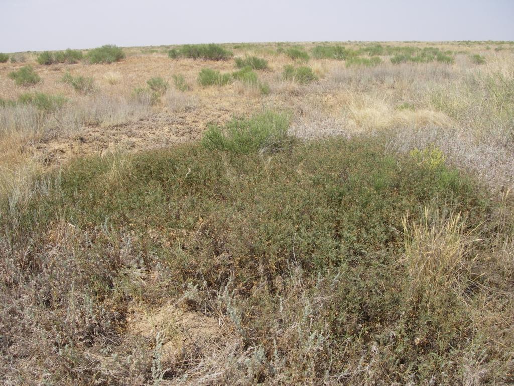 Image of Potentilla bifurca specimen.