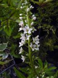 Lysimachia fortunei. Часть соцветия с жуком. Москва, ГБС, отдел цветоводства. 12.08.2017.