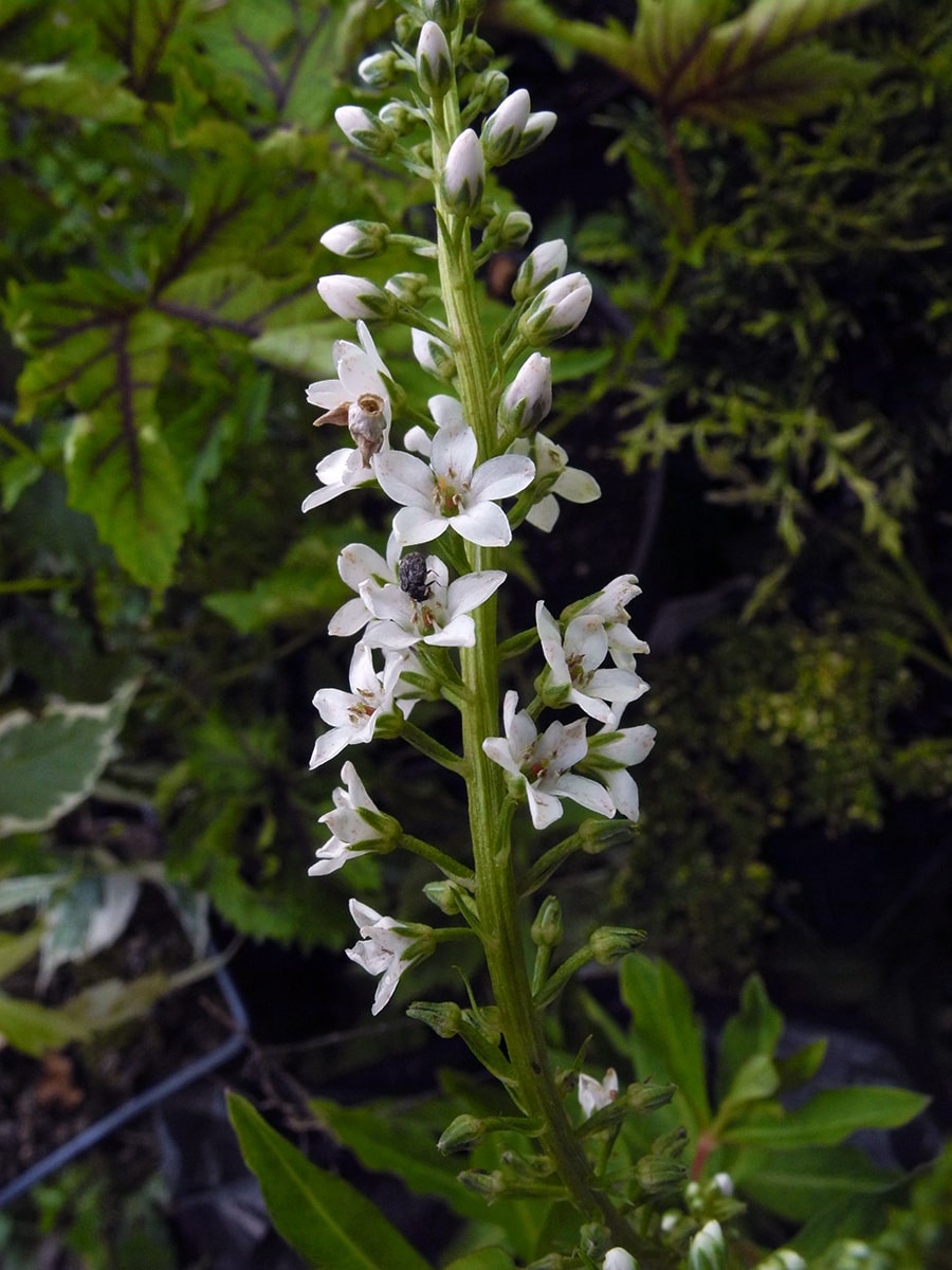 Image of Lysimachia fortunei specimen.