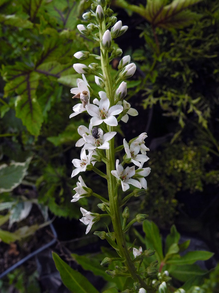 Изображение особи Lysimachia fortunei.