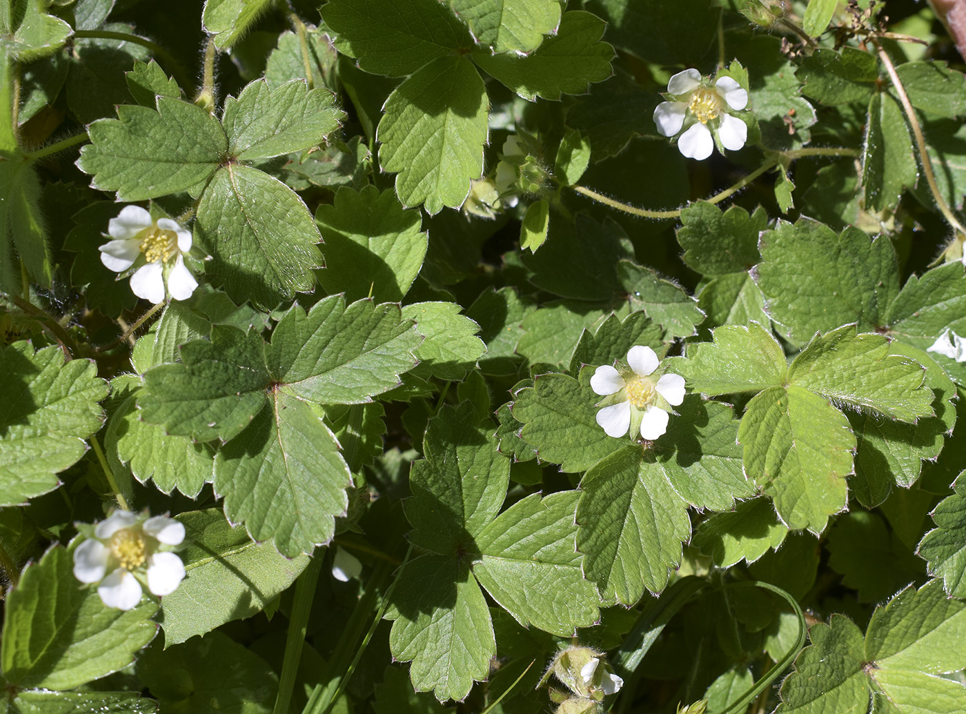 Изображение особи Potentilla sterilis.