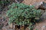 Cistus albidus. Взрослое растение. Марокко, обл. Танжер - Тетуан - Эль-Хосейма, хр. Эр-Риф, окр. г. Шефшауэн, ≈ 600 м н.у.м., каменистый склон. 05.01.2023.