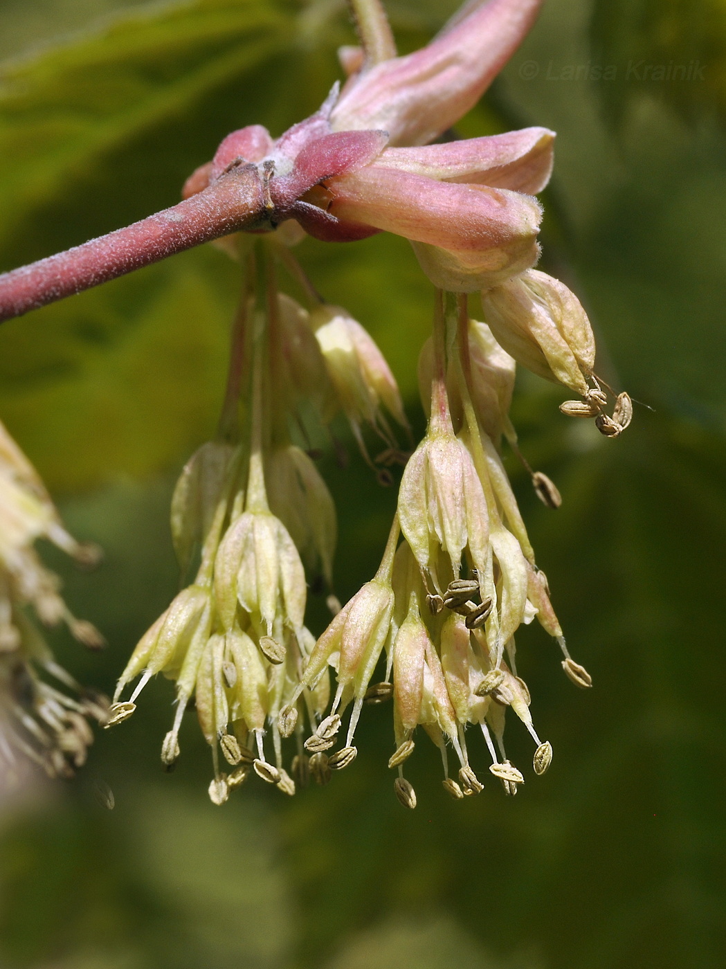 Image of Acer barbinerve specimen.