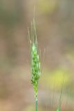 genus Triticum. Верхушка побега с соцветием и личинкой клопа. Краснодарский край, Крымский р-н, окр. станицы Неберджаевская, дубово-грабинниковый лес. 30.05.2024.