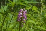 Orchis militaris