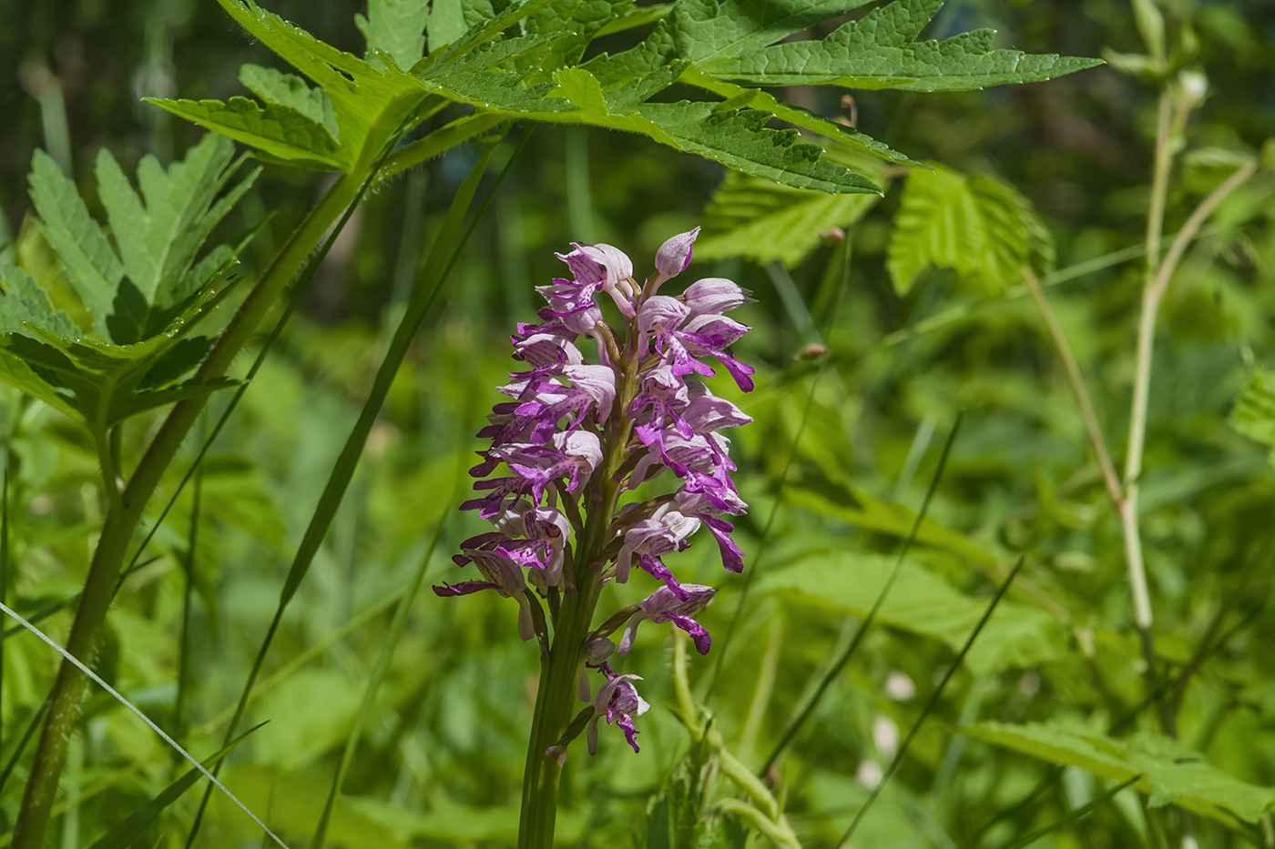 Image of Orchis militaris specimen.