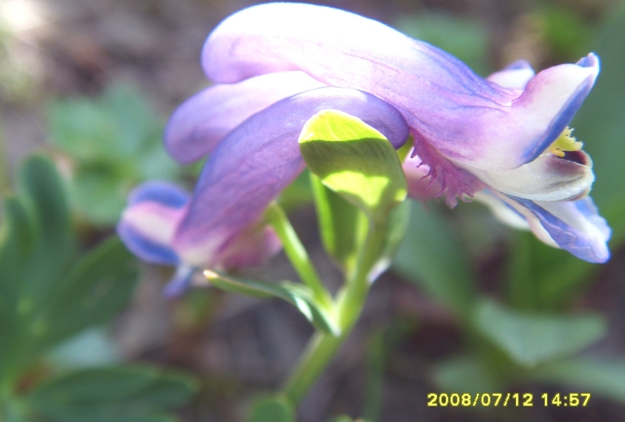 Image of Corydalis conorhiza specimen.