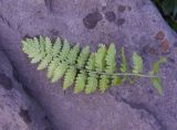 genus Dryopteris