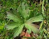Geranium palustre. Лист (адаксиальная сторона). Ульяновская обл., Новомалыклинский р-н, окр. с. Стар. Бесовка, долина р. Бол. Черемшан, поросший осинником и березняком сыроватый луг. 02.07.2023.