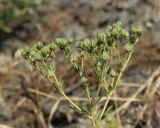 Potentilla recta