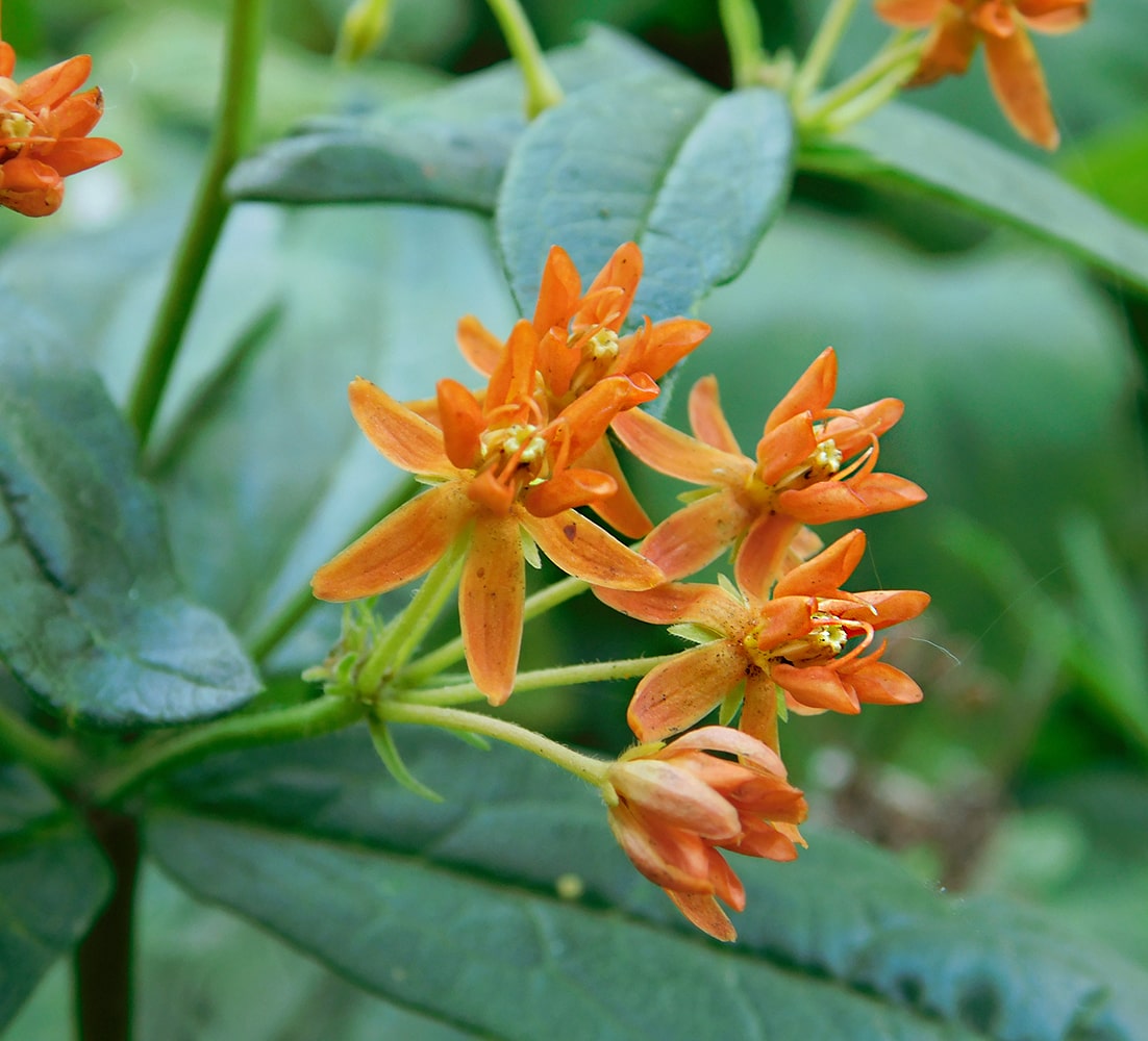 Изображение особи Asclepias tuberosa.