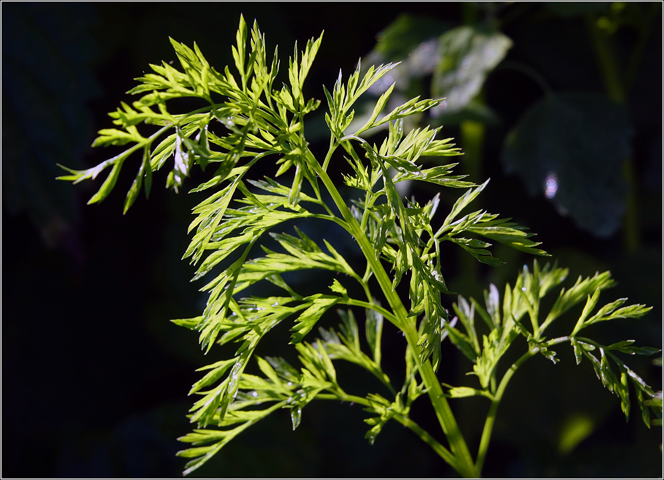 Image of Daucus sativus specimen.