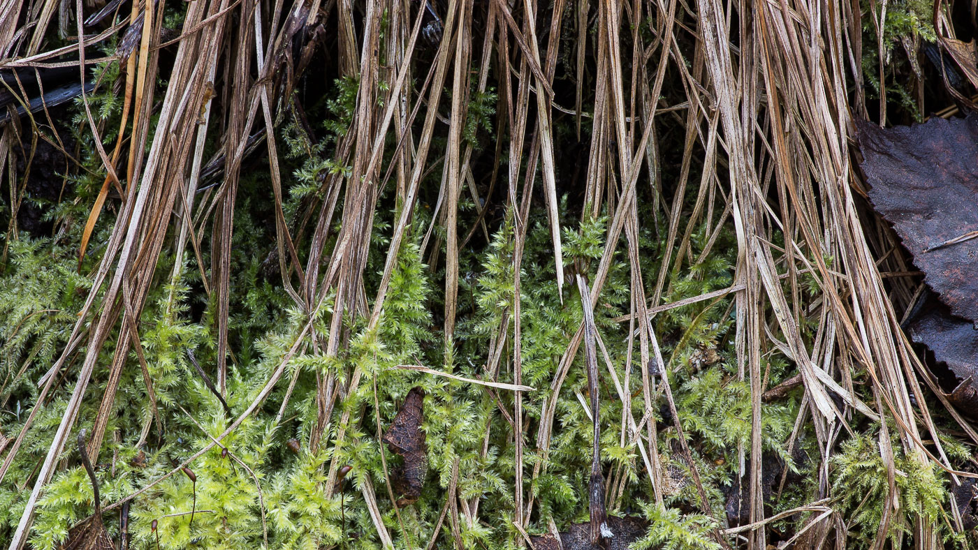Image of Brachythecium salebrosum specimen.