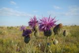 Centaurea adpressa. Соцветия. Украина, Запорожская обл., Приморский р-н, коса Обиточная. 17.06.2007.