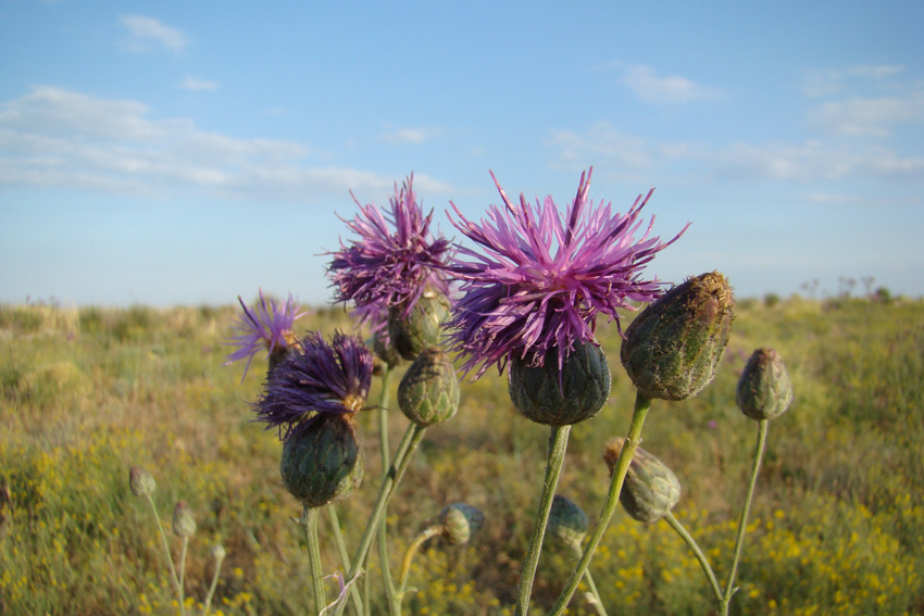 Image of Centaurea adpressa specimen.