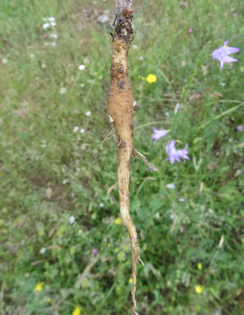 Изображение особи Campanula rapunculus.