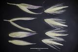 Calamagrostis lapponica