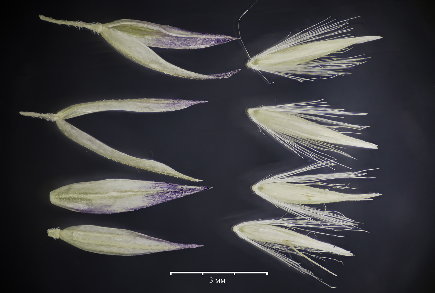 Image of Calamagrostis lapponica specimen.