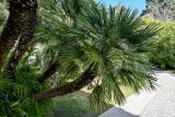 Chamaerops humilis. Вегетирующее растение. Краснодарский край, Сочи, Хостинский р-н, парк \"Дендрарий\", в культуре. 13.03.2025.
