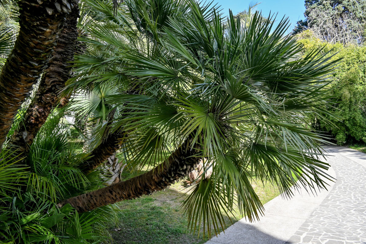 Image of Chamaerops humilis specimen.