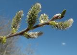 Salix caprea