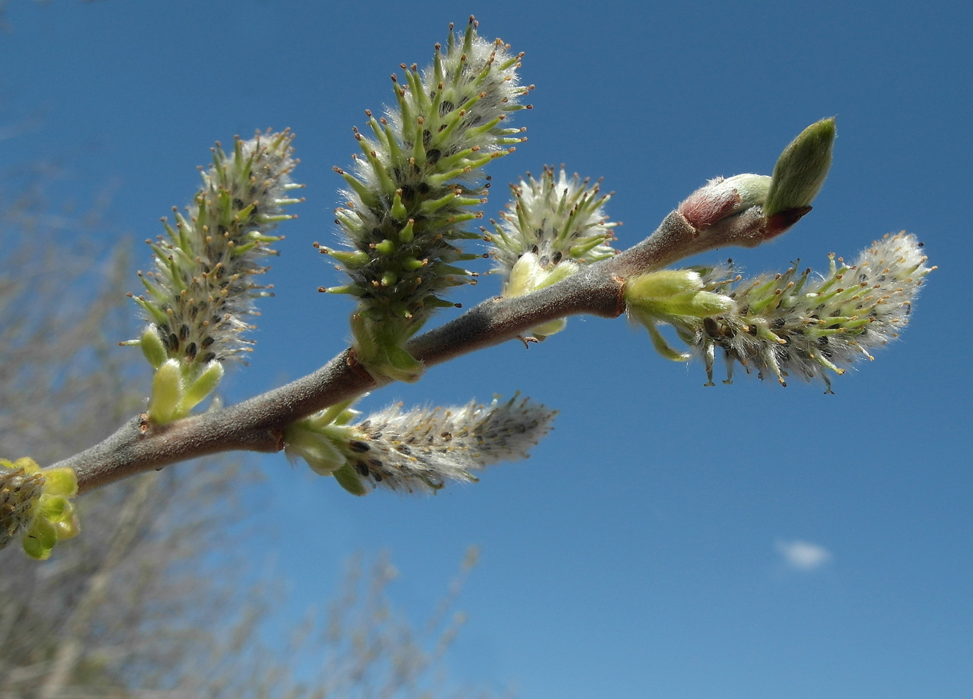 Изображение особи Salix caprea.