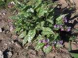 Pulmonaria officinalis. Цветущее растение. Ульяновск, Заволжский р-н, уличное насаждение. 10.05.2025.