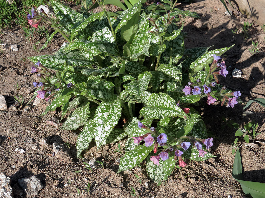 Image of Pulmonaria officinalis specimen.