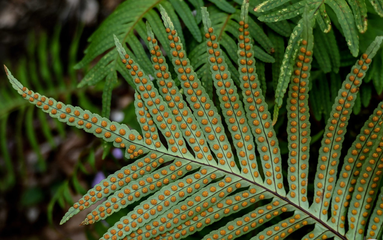 Image of Polypodium cambricum specimen.