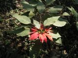 Euphorbia pulcherrima. Верхушка цветущего растения. Лаос, 10 км от г. Луанг-Прабанг, джунгли. Январь 2025 г.