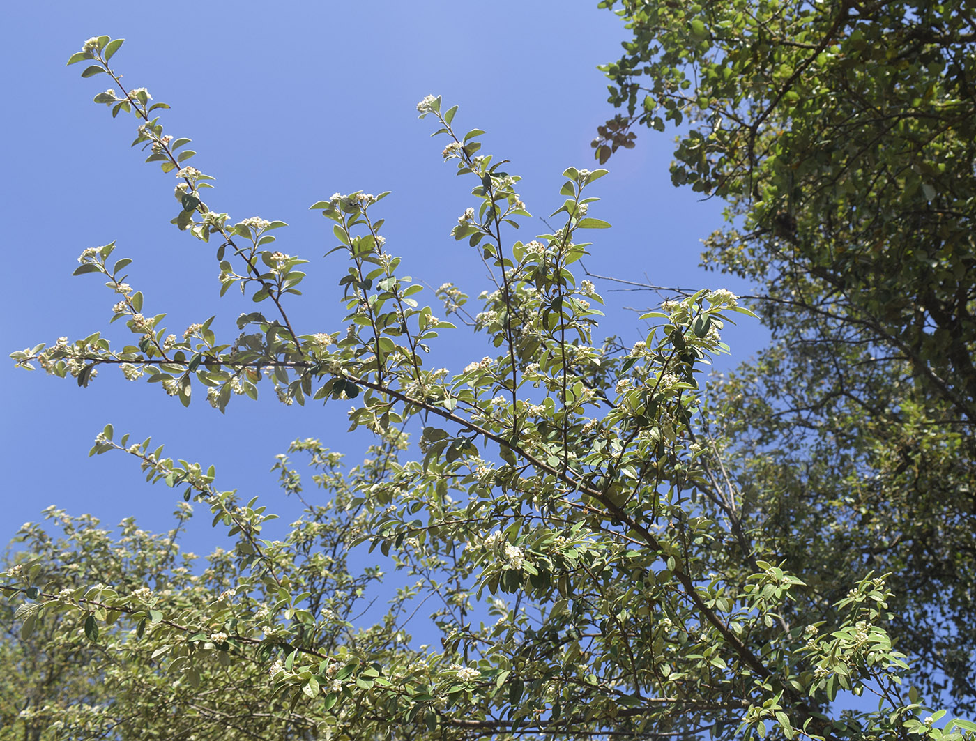 Изображение особи Cotoneaster pannosus.