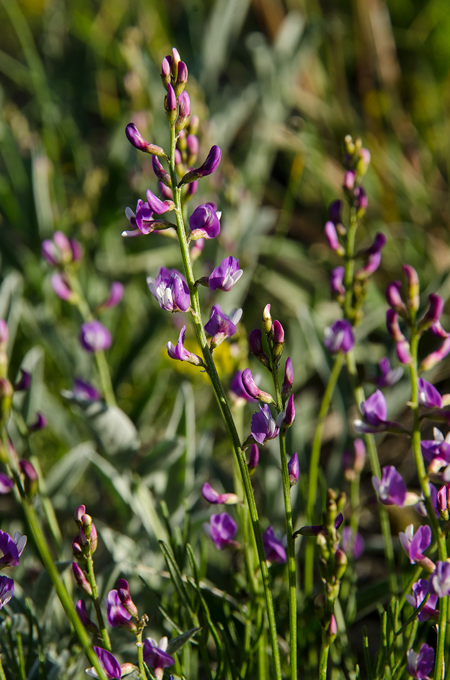 Image of Astragalus austriacus specimen.