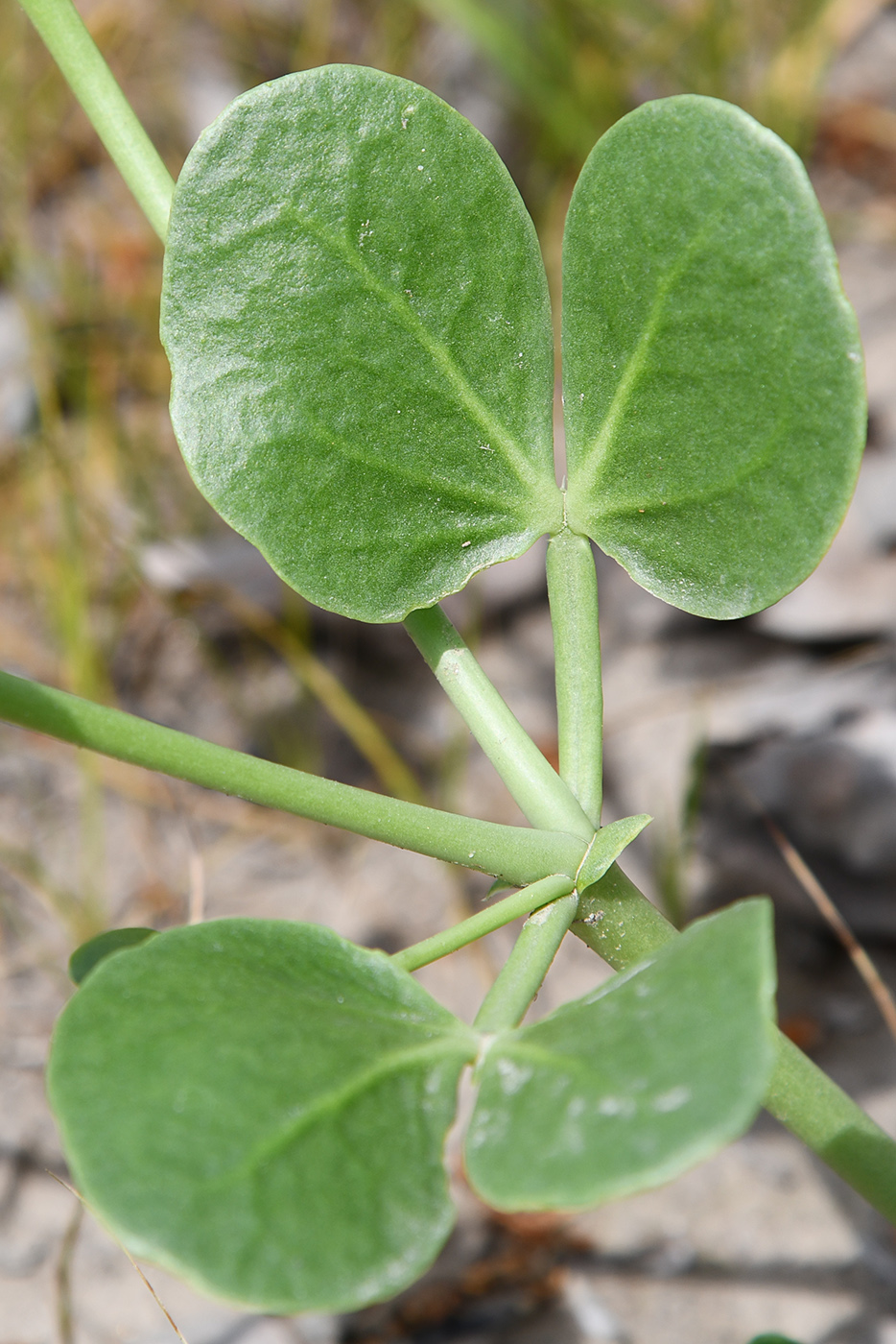 Изображение особи Zygophyllum oxianum.