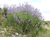 род Lavandula. Цветущее растение. Крым, Симферопольский р-н, окр. с. Живописное, дол. р. Чуюнча, степной склон. 22 июня 2025 г.