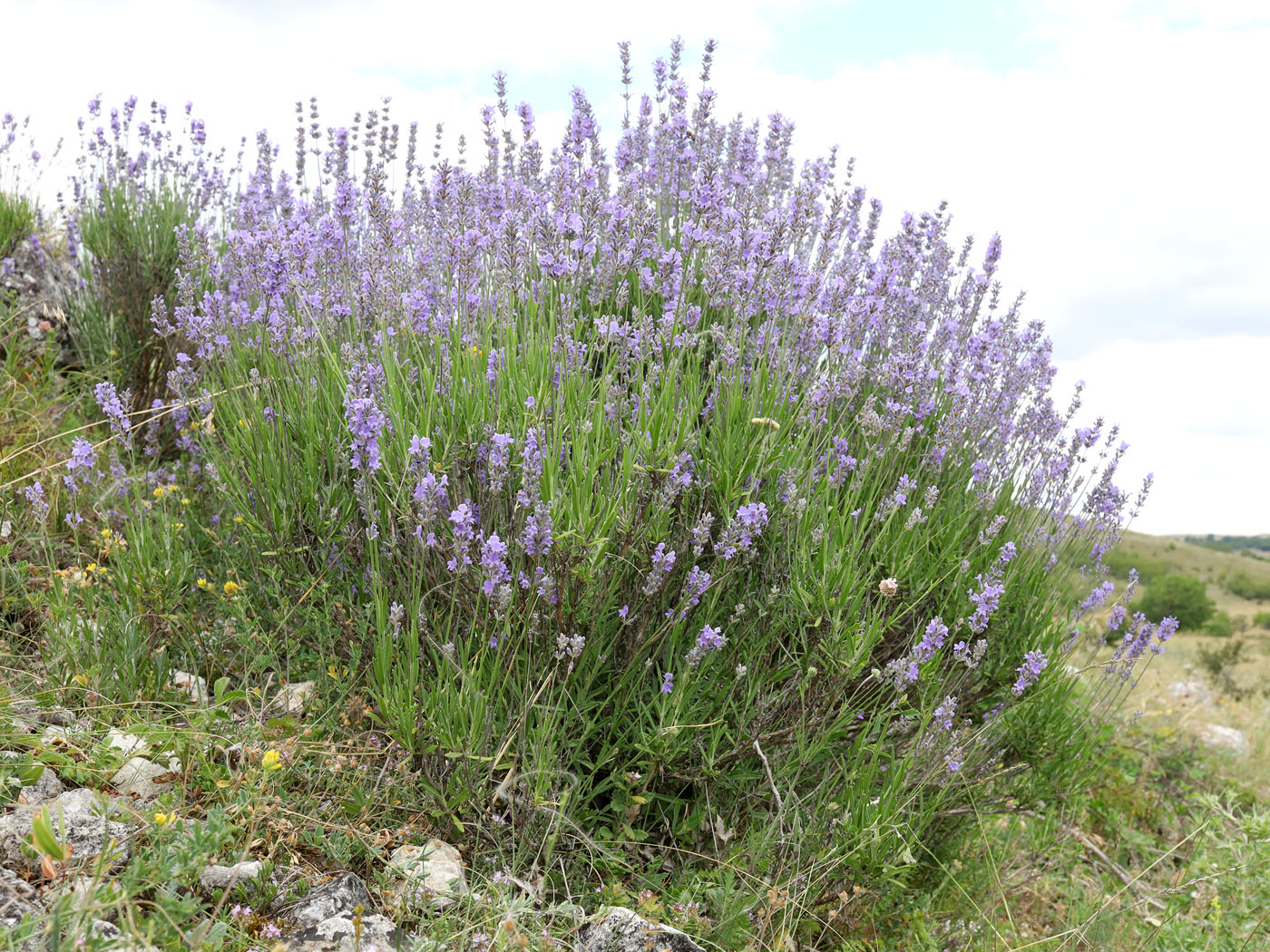 Image of genus Lavandula specimen.